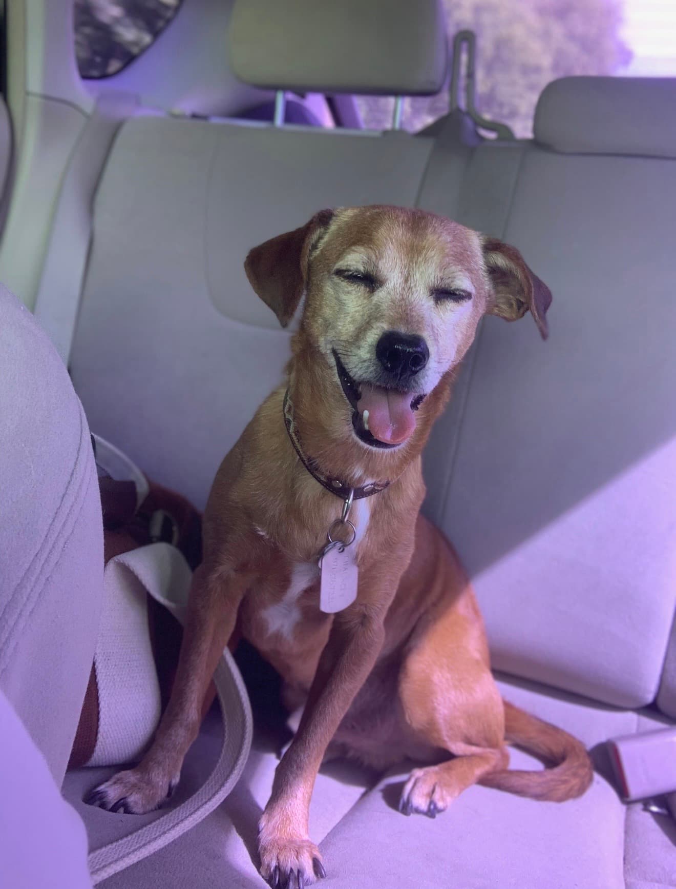 The original uploaded photo of a dog named Chauncey